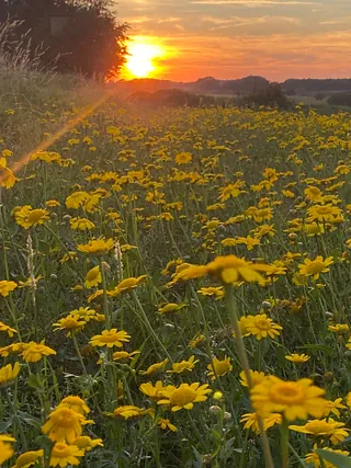 billede af blomster